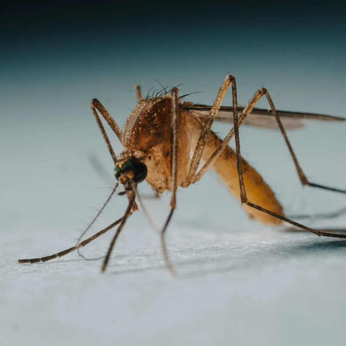 The mosquito-borne virus can cause symptoms similar to flu but in extreme cases it can result in tremors, fever, and comas.