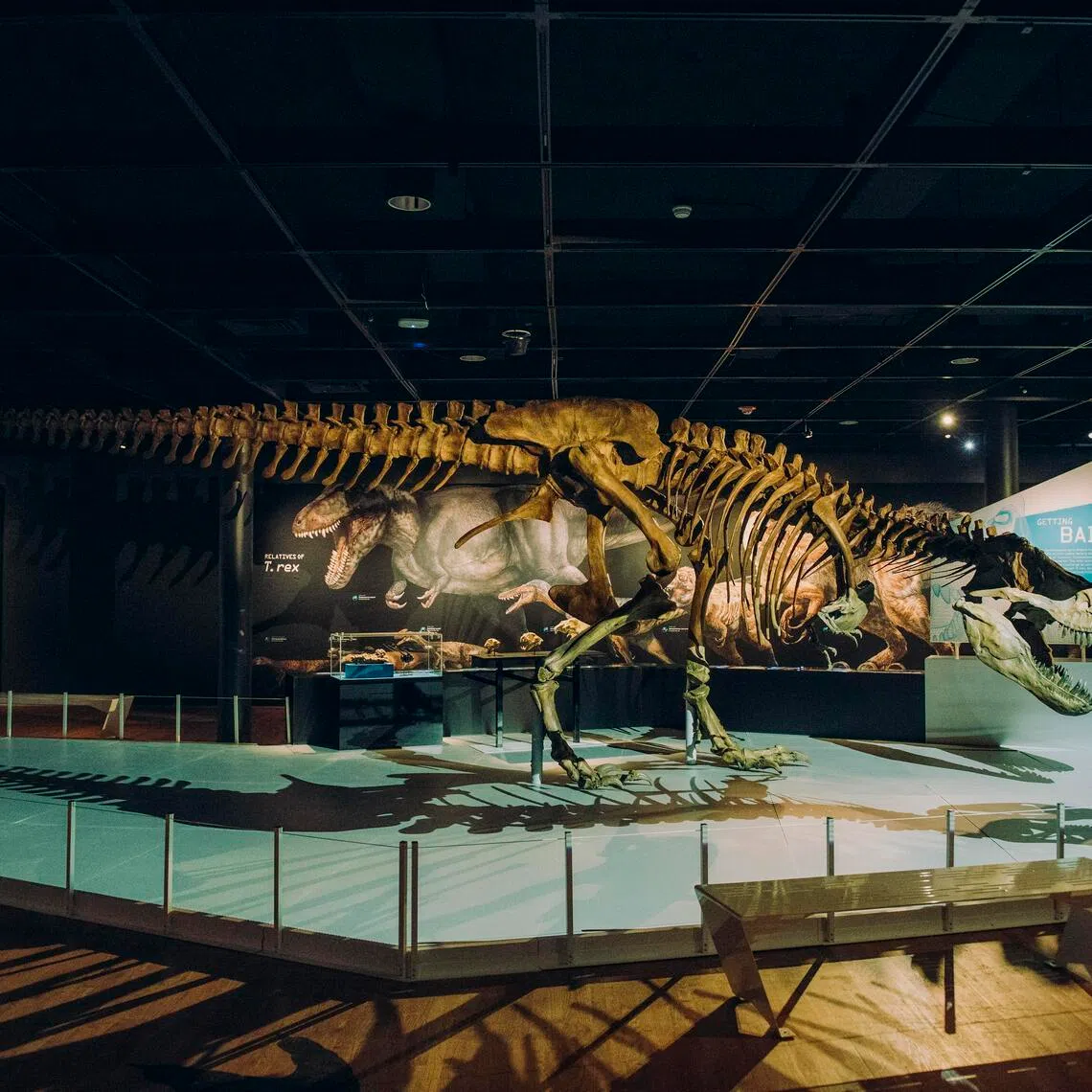 A model of a Tyrannosaurus rex skeleton, part of an exhibit at the American Museum of Natural History in New York.