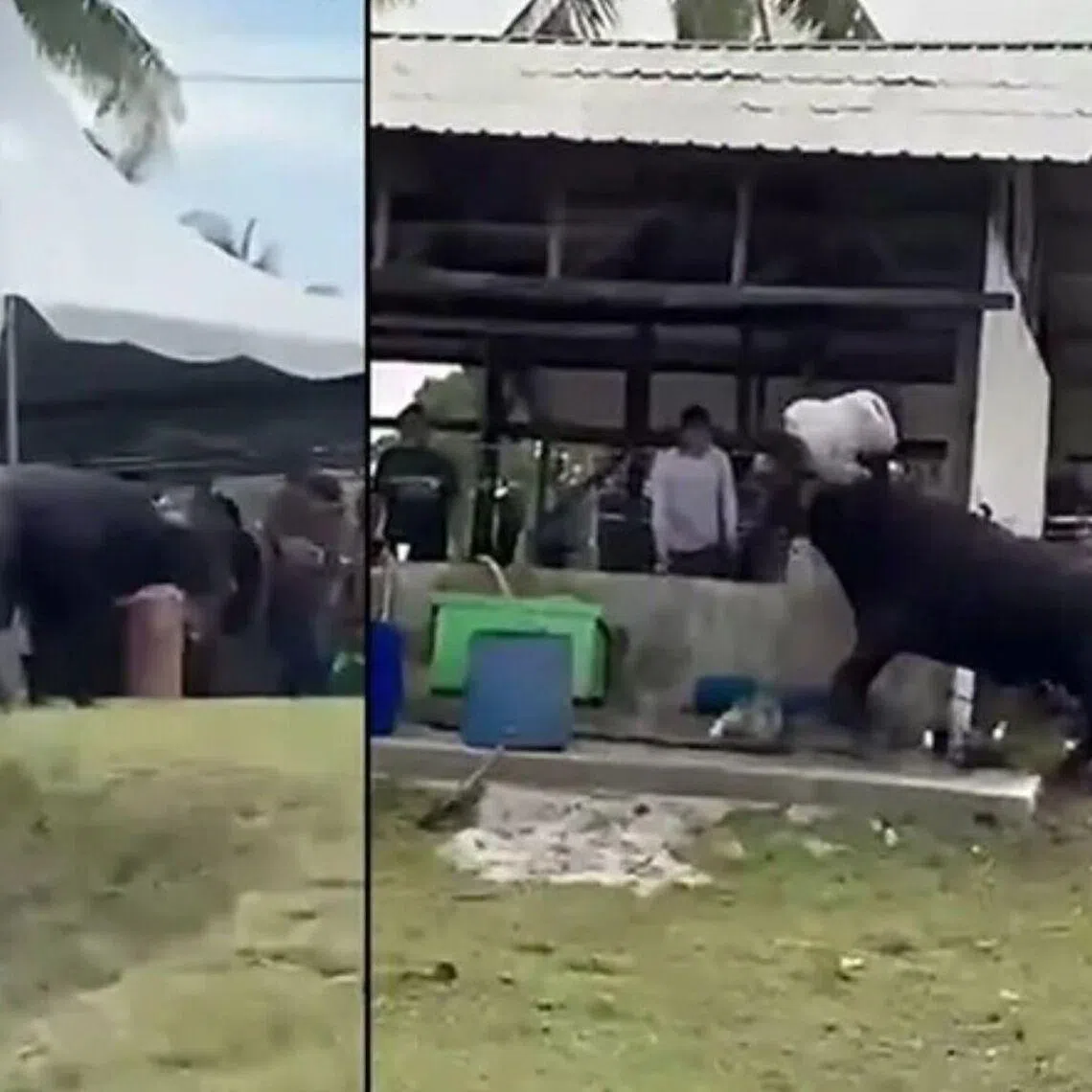 Johor police said the buffalo suddenly became aggressive and attacked the victim, who is receiving treatment in hospital.