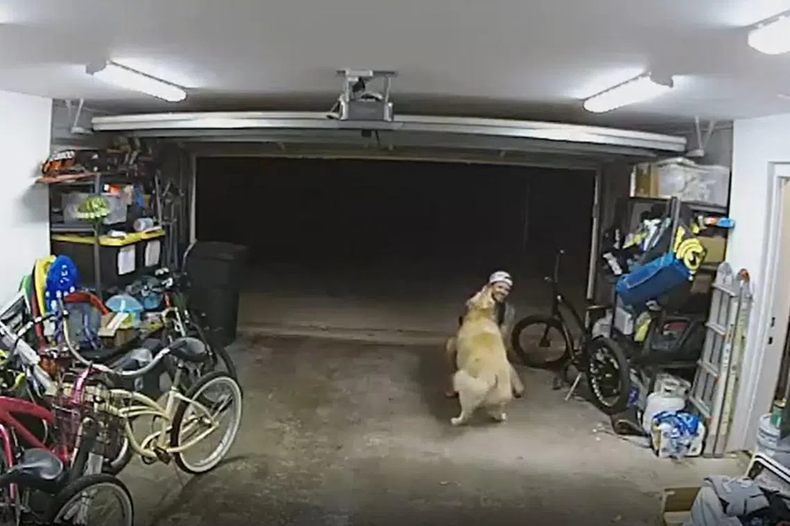 An 82-second surveillance video showed the burglar playing with a golden retriever before making off with a US$1,300 (S$1,750) electric bike.