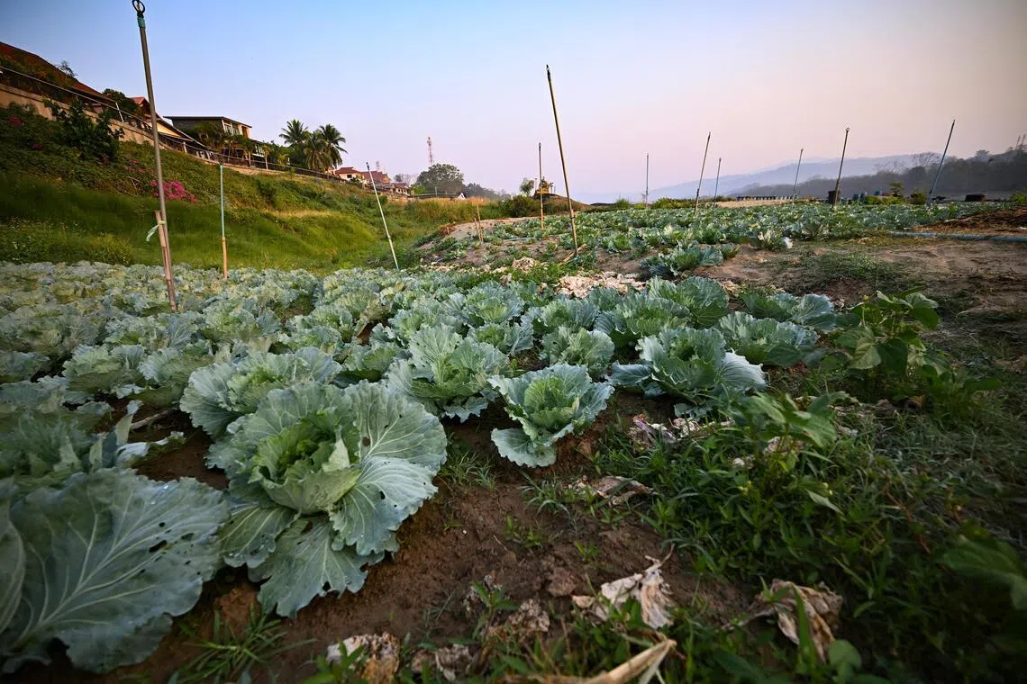 One farmer said the solution called Soil Digest decomposed stubbles left on the fields in a matter of days after harvest.