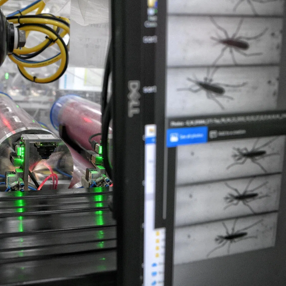 Mosquitoes pass through lanes in the machines in the Sex Sorting Room, leading out of their container. The system then uses AI to identify and segregate male and female mosquitoes.