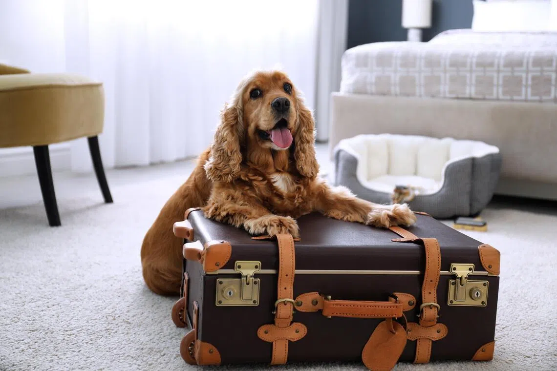 Child-free millennials are spending their money on dog travel