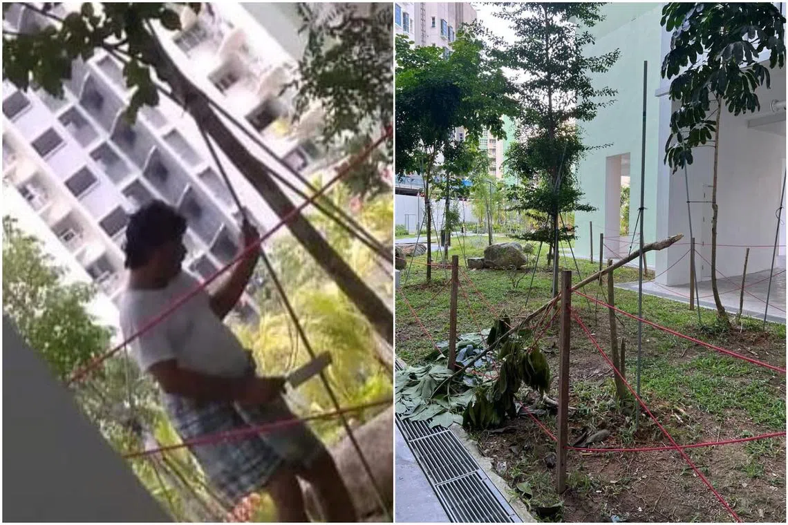 Those found to have chopped down trees can be fined.