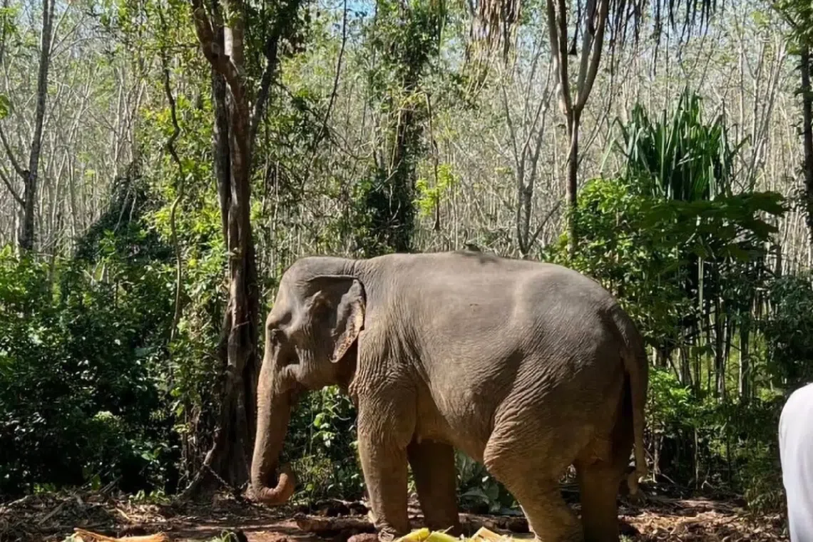 The mahout was charged with negligence. 