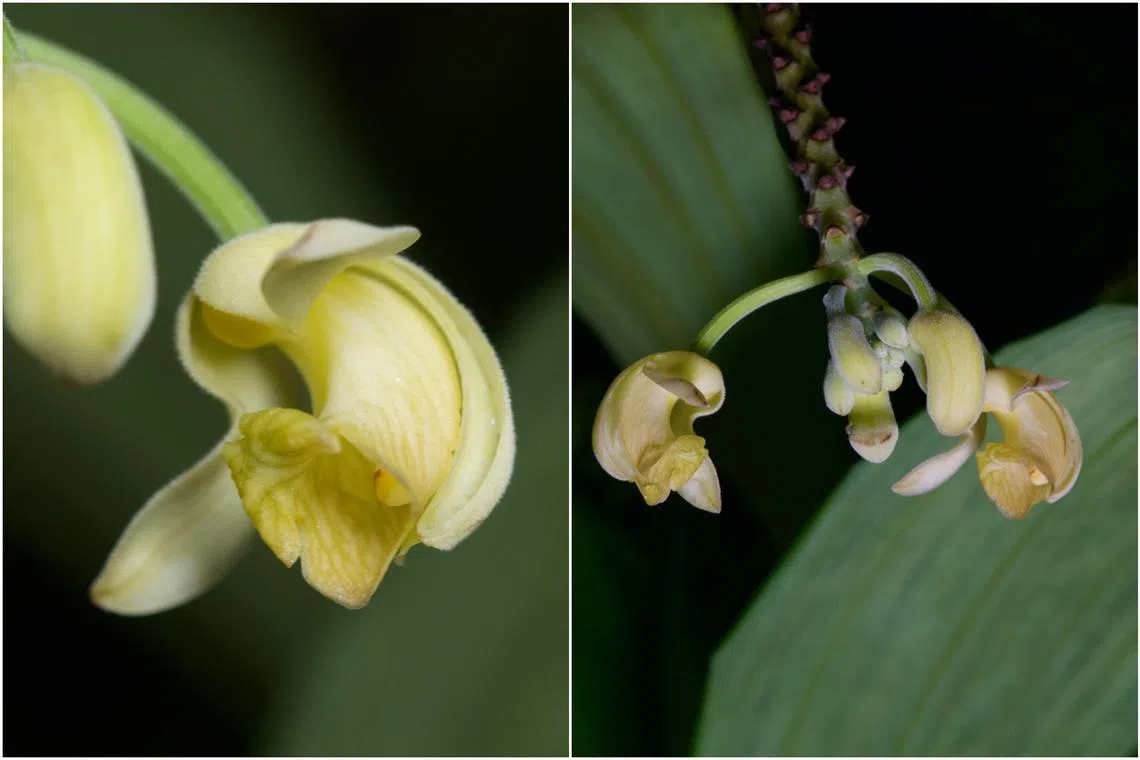The Claderia leontocampus bears "small, pendulous, cream-yellow" flowers.