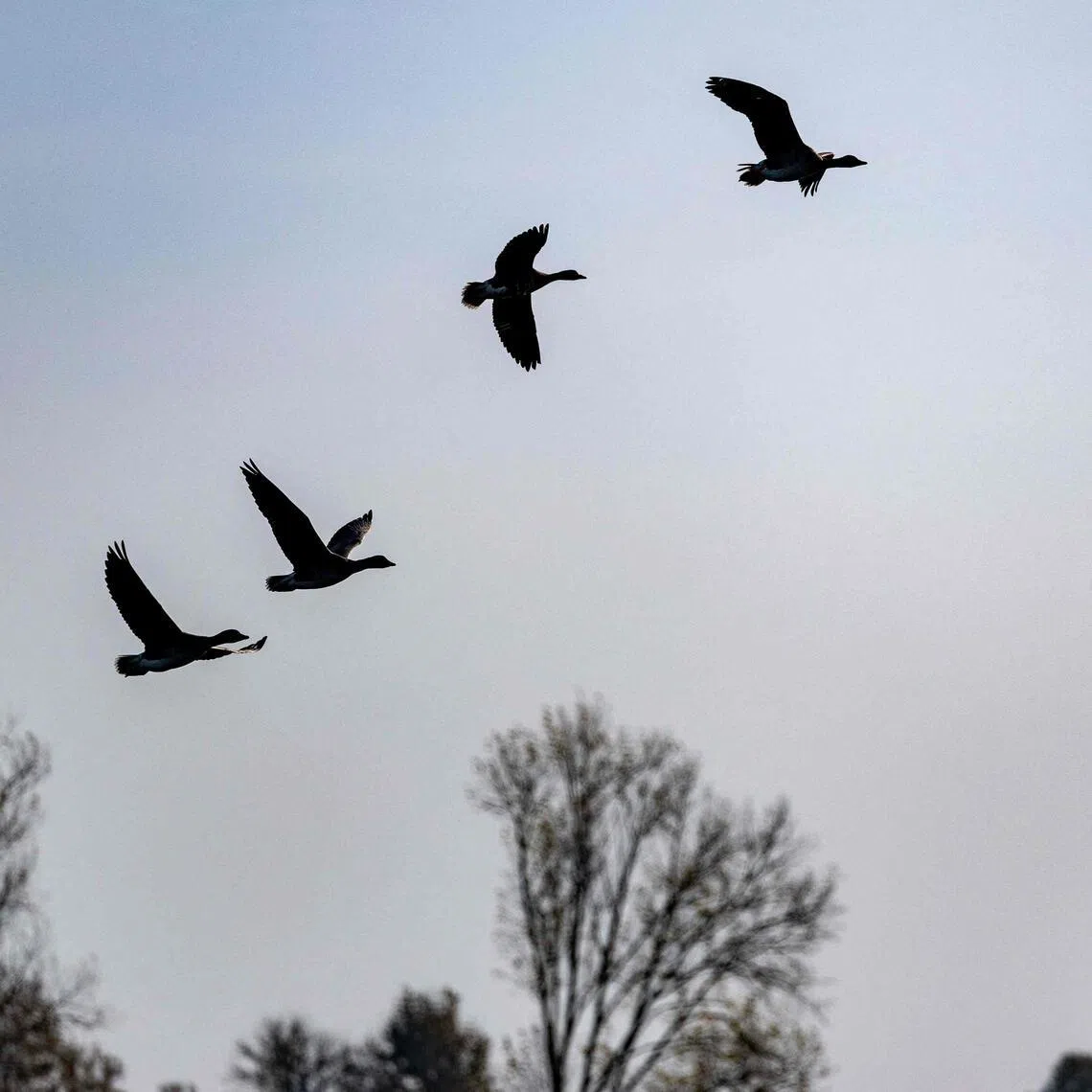 The virulent strain of H5 bird flu has spread through wild bird and mammal populations since 2021, killing millions, infecting poultry and dairy farms and even some farmworkers.