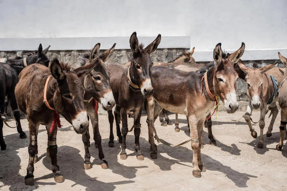 Criminal networks have moved in since the African Union issued a moratorium on donkey slaughter in 2024.