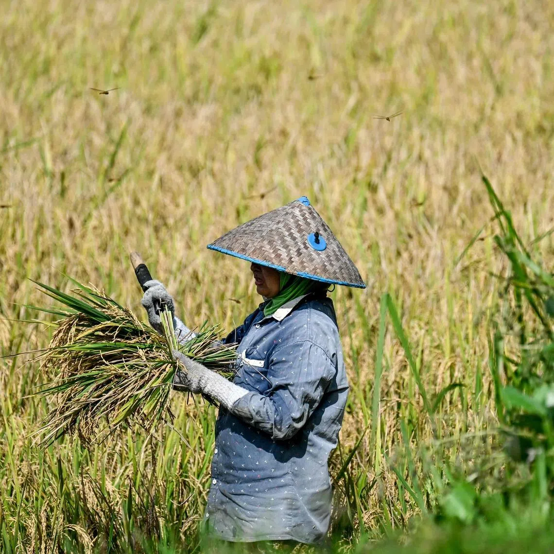 A farmer harvests rice at a paddy field in Aceh province in Indonesia on April 2.