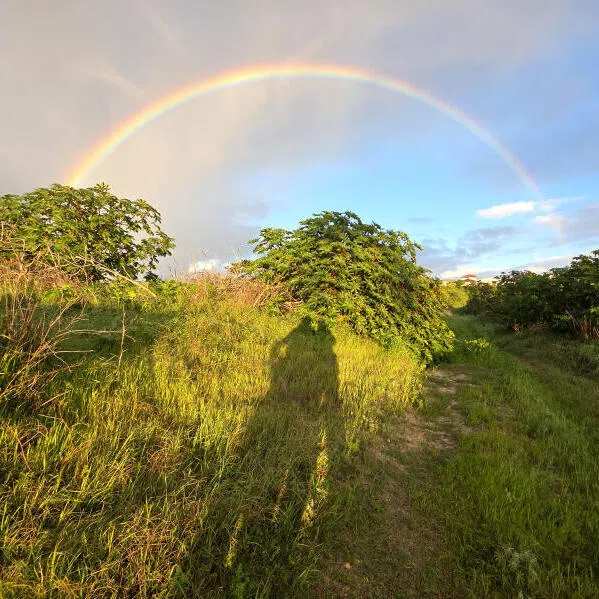 The writer enjoys the verdant green land and a beautiful rainbow in her new neighbourhood.