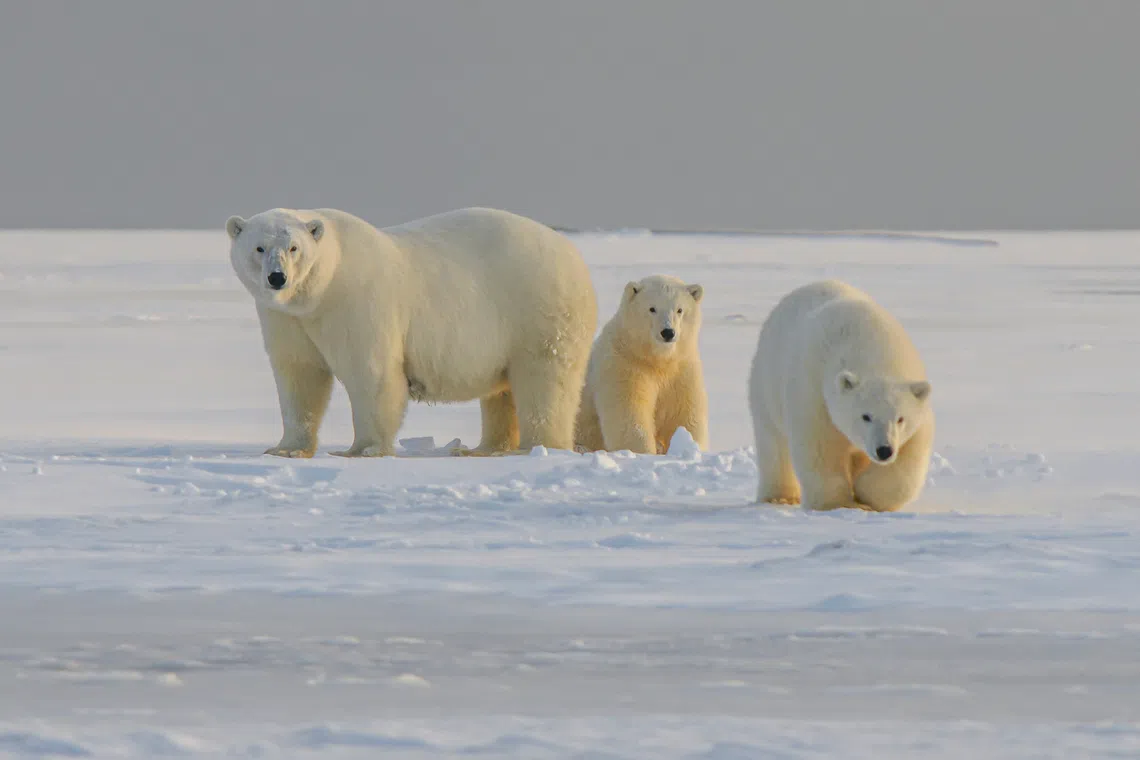 The footage of a bear caring for an adopted cub was captured during the annual polar bear migration along the Western Hudson Bay in Churchill, Manitoba.