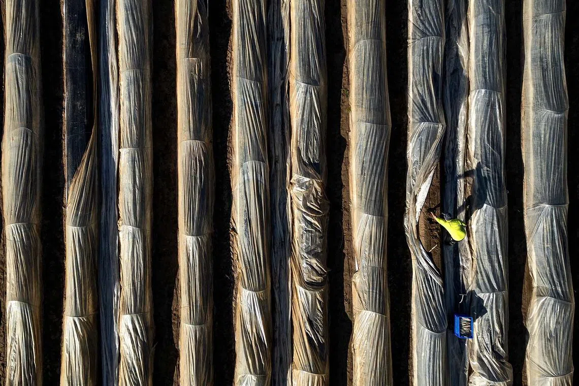 A drone view showing a worker harvesting asparagus near Beelitz, Germany, April 1, 2025. 
