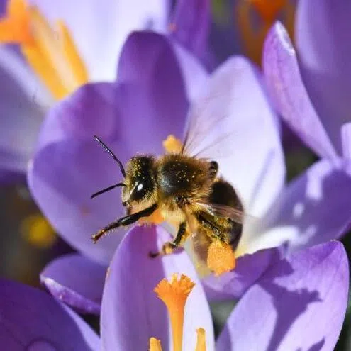 Biologists' curiosity as to how bees forage for nectar led to the Honey Bee Algorithm that was adapted to direct internet traffic. 
