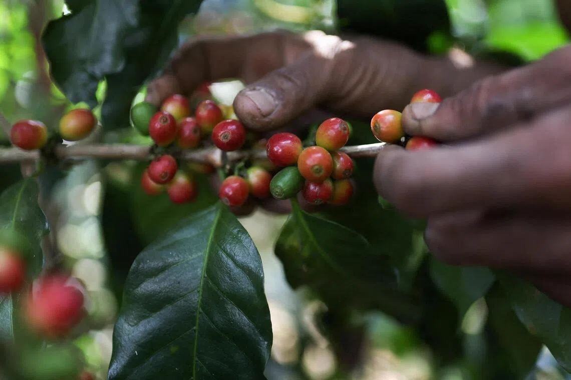 Despite widespread damage wreaked by a 7.4-magnitude quake, coffee growers view the severe weather of an El Nino year as the bigger threat.