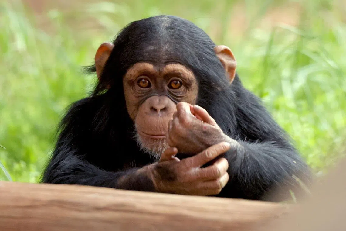 The “infinite monkey theorem” says that a monkey will eventually type the complete works of Shakespeare if it types randomly at a keyboard for long enough. 