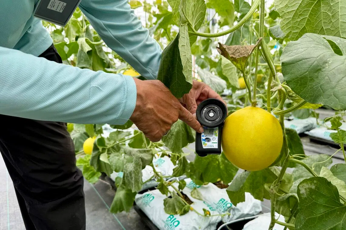 Murai Estates’ James Alexander demonstrating a device used to measure the sweetness of Terengganu melons.
