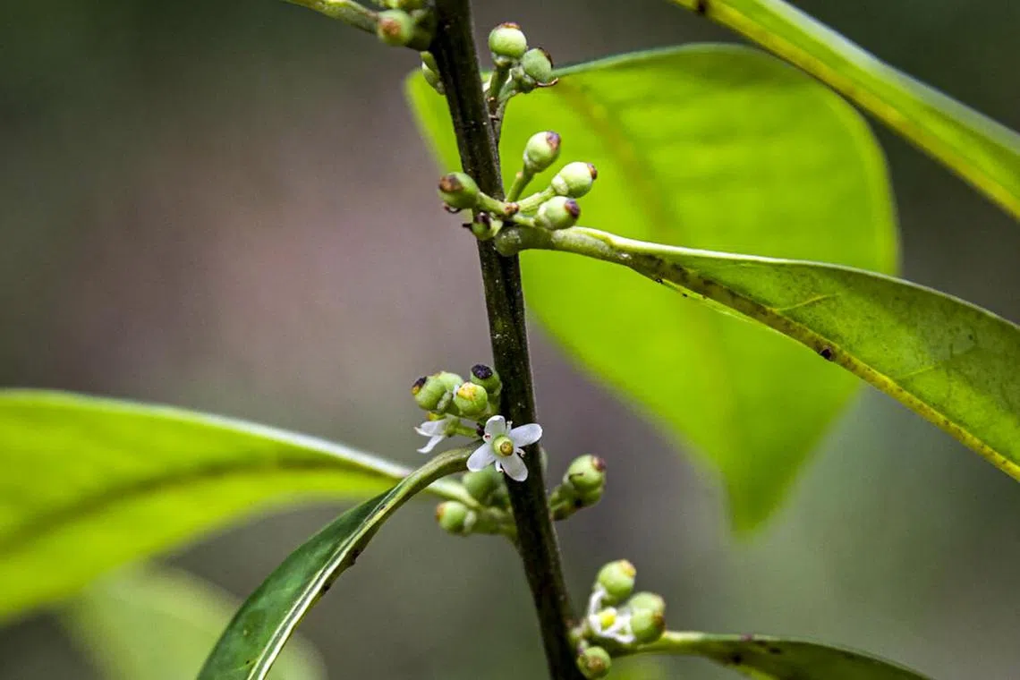 The team found the plants after following a trail of small white flowers characteristic of the species.