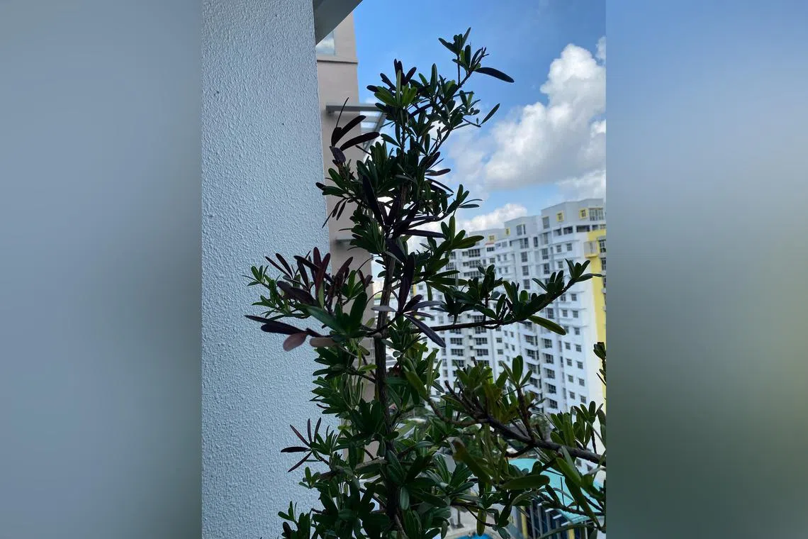 Frequent winds and sunny conditions in a high-rise environment can dry out the growing media, so checks are needed to ensure that the Buddhist Pine has not dried out.