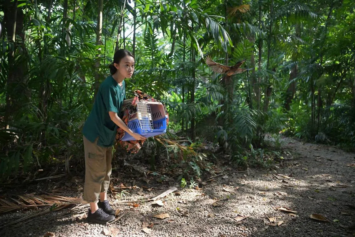 Dr Petrina Teo, veterinarian at NParks’ Centre for Wildlife Rehabilitation, said NParks decided to release the kingfisher near the site where it was rescued.