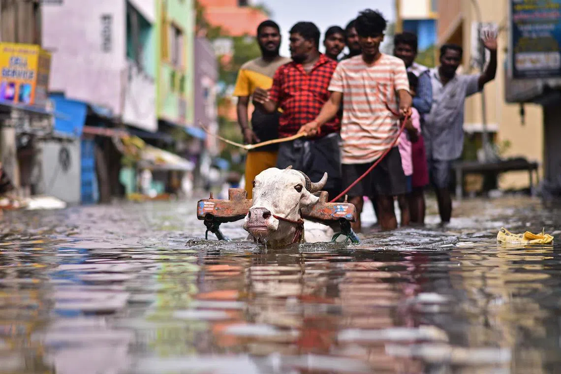 epa11011598 People use a bullock cart to cross a flooded street following heavy downpour during 'Cyclone Michaung', in Chennai, India, 05 December 2023. As the cyclone approaches the coast of North Tamil Nadu, several areas are already inundated and affected by severe floods with the region experiencing even more rainfalls. The Indian Meteorological Department has issued a red alert for heavy rains in Chennai as the cyclonic storm, 'Cyclone Michaung' is anticipated to make landfall near Bapatla on the Andhra Pradesh coast later on 05 December. EPA-EFE/IDREES MOHAMMED