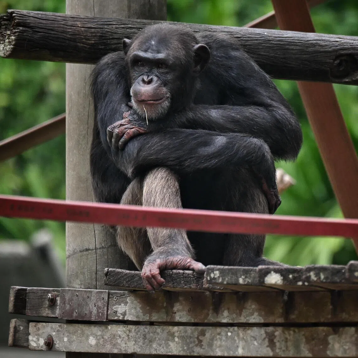 Chimpanzees and their close cousins bonobos are humans' closest evolutionary relatives. But the researchers cautioned against drawing parallels between chimpanzee violence and human behaviour.