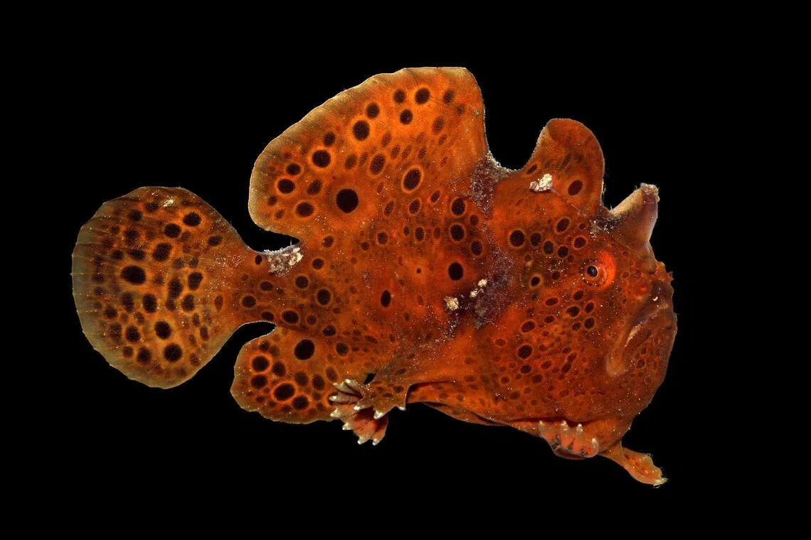 An undated photo provided by Mr A.J. Maile of an anglerfish. The deep-sea fish ended up with glowing lures not just to snag meals, but also to attract mates, a new study finds.