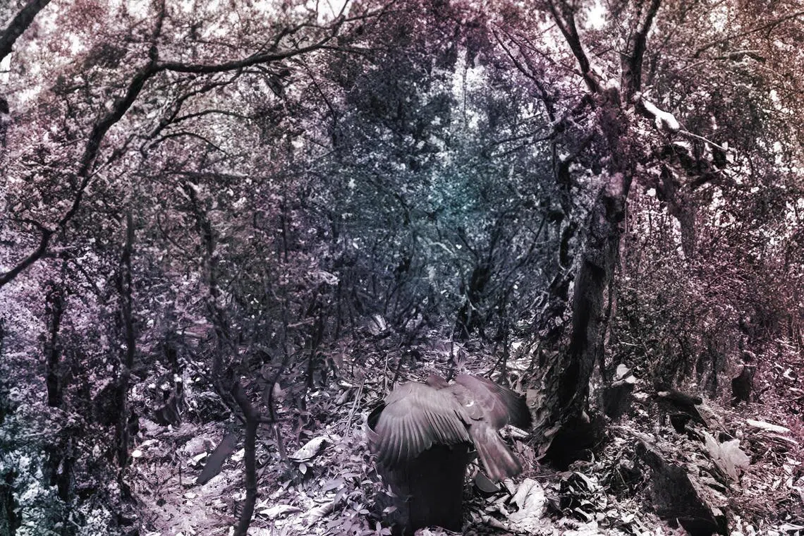 Singaporean artist Robert Zhao Renhui's Seeing Forest exhibition at the Singapore Art Museum is part of Singapore Art Week, which runs from Jan 17 to 26.