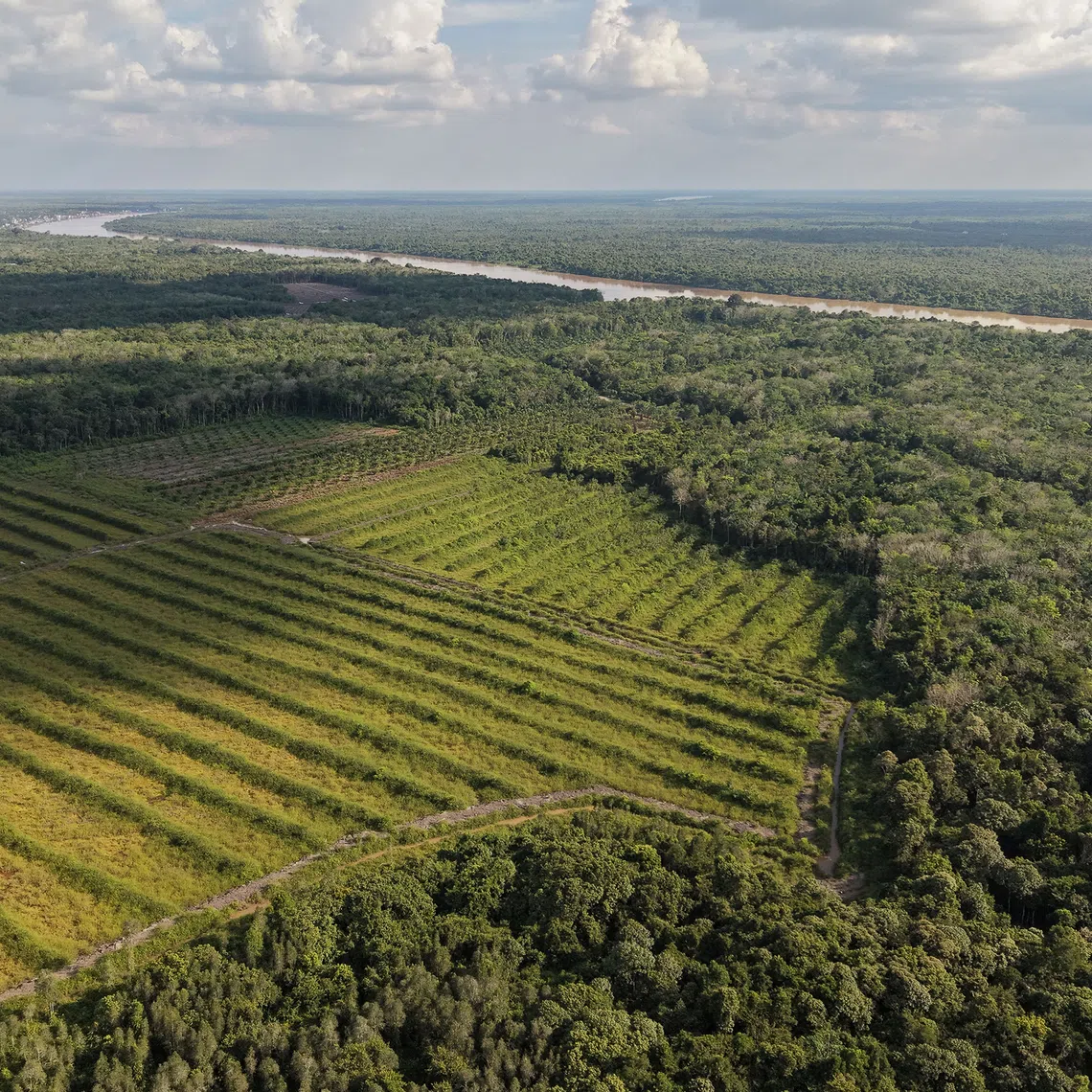 A forest that villagers of Kalumpang in Central Kalimantan relied on for food and resources has been cleared since September 2025 for a government programme to grow rice.