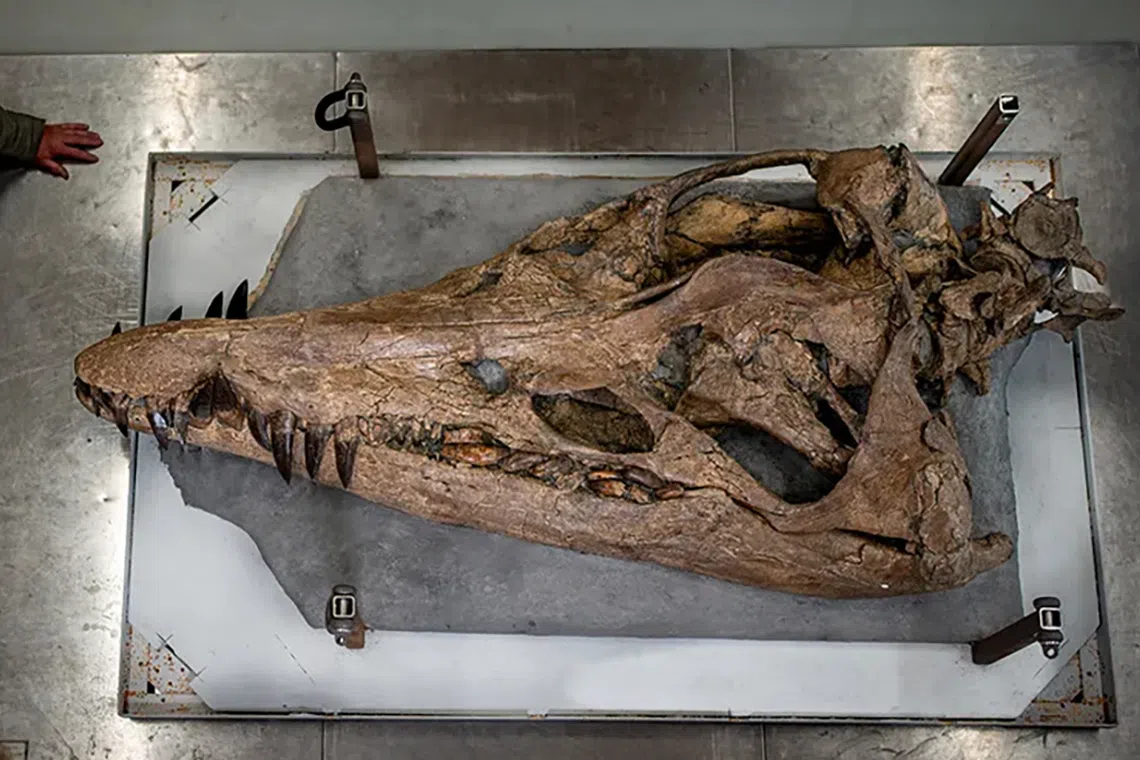 The skull consists of 130 sharp and long teeth, with fine ridges on the back of each tooth.
