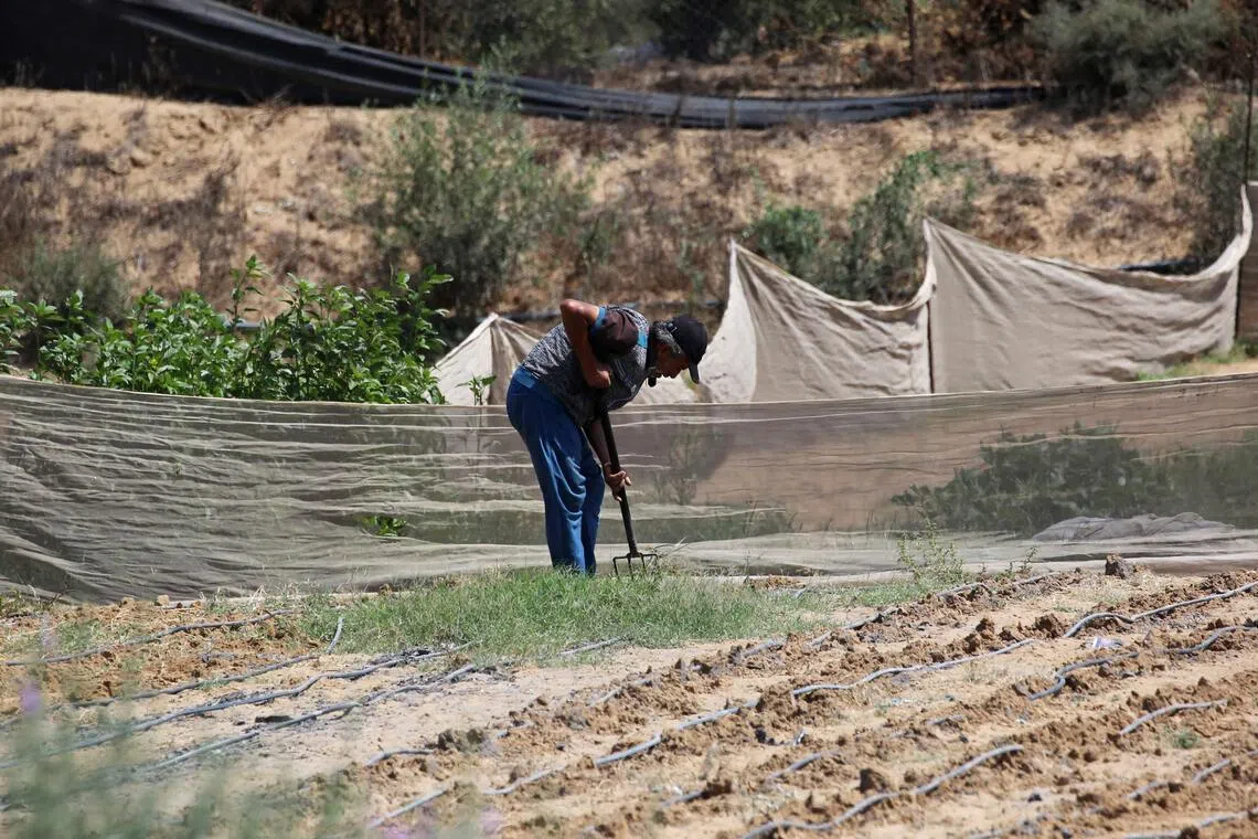 A farmer works in a field near the Al Qarara Seed Bank, in Deir el-Balah, central Gaza Strip.