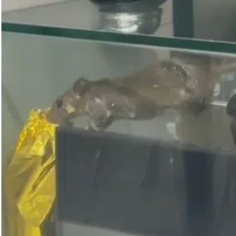 A video of a rat perched on a tablet at the cash register of a stall at the SIT food court was posted on Reddit, and went viral.