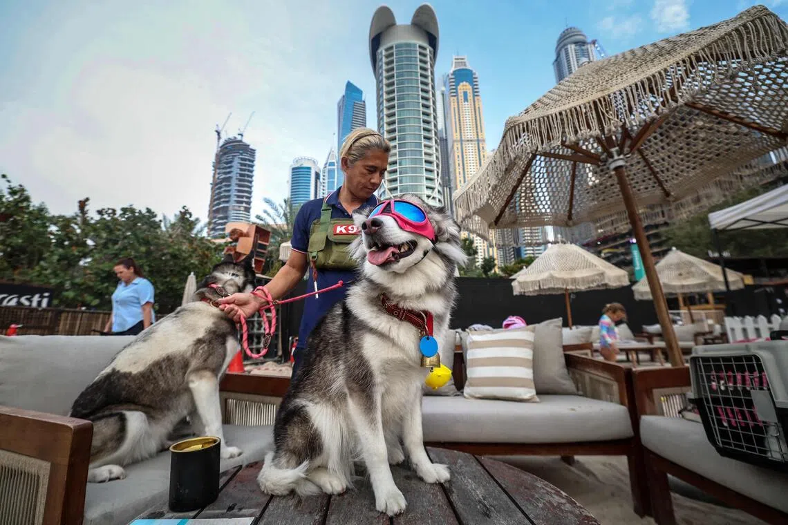 A woman stands with two dogs during the Barkfest dog festival at Barasti Beach in Dubai on April 4.
