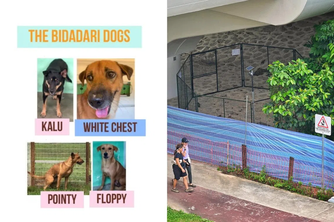 A corral will be used to trap the dogs. Corral trapping is recognised by the World Organisation for Animal Health and adopted by many animal welfare organisations.