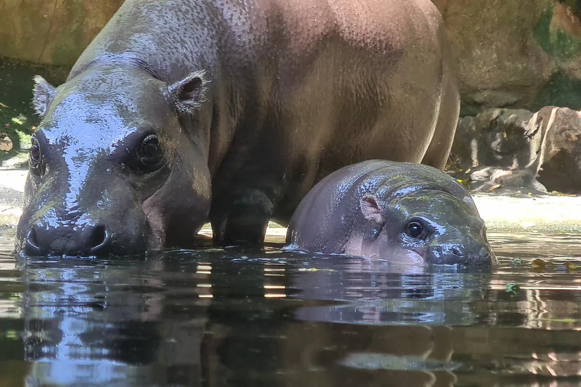Two pygmy hippopotami wade in the water in their habitat in the Singapore Zoo.