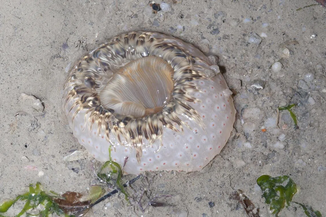 aqanemone - Tiger anemone (Macrodactyla fautinae) in 2011

Credit: Ria Tan