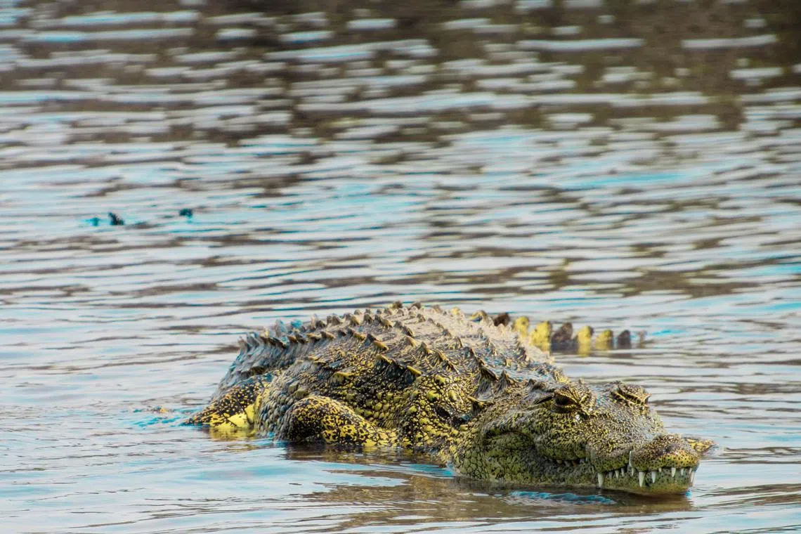Four men were trapping crabs in waters off Kampung Tinagian, Tanjung Labian, when the crocodile lunged at the victim.