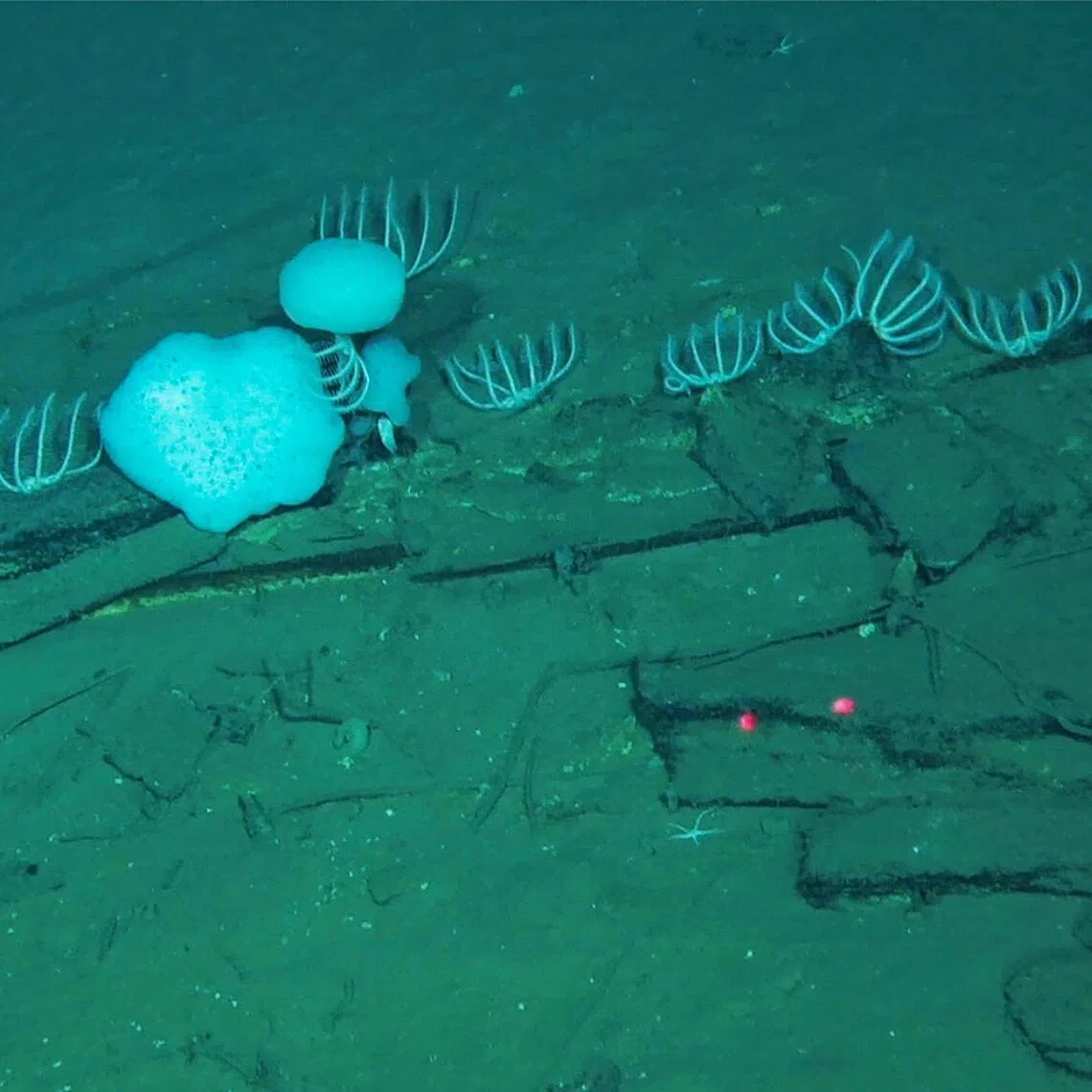 The world's largest whale graveyard has been discovered at the bottom of the Indian Ocean by Chinese scientists, who found that the vast expanse of both new and ancient carcasses supports huge communities of deep-sea life. 
