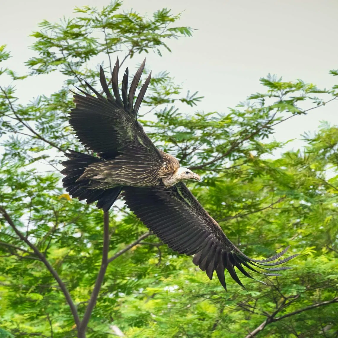A file photo of a Himalayan vulture. The bird was found in the Kranji area and rescued by National Parks Board (NParks) on Jan 3.