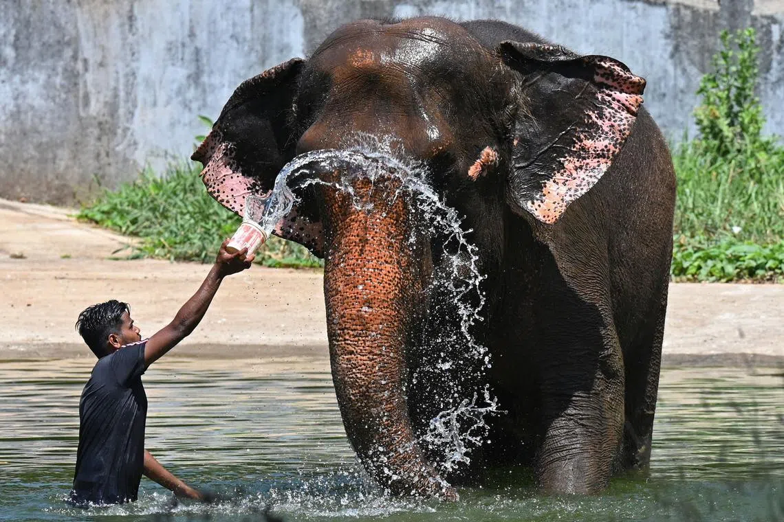 A worker pours water on an elephant on a hot summer day at the Veermata Jijabai Bhosale Udyan and Zoo in Mumbai on May 2, 2023. 