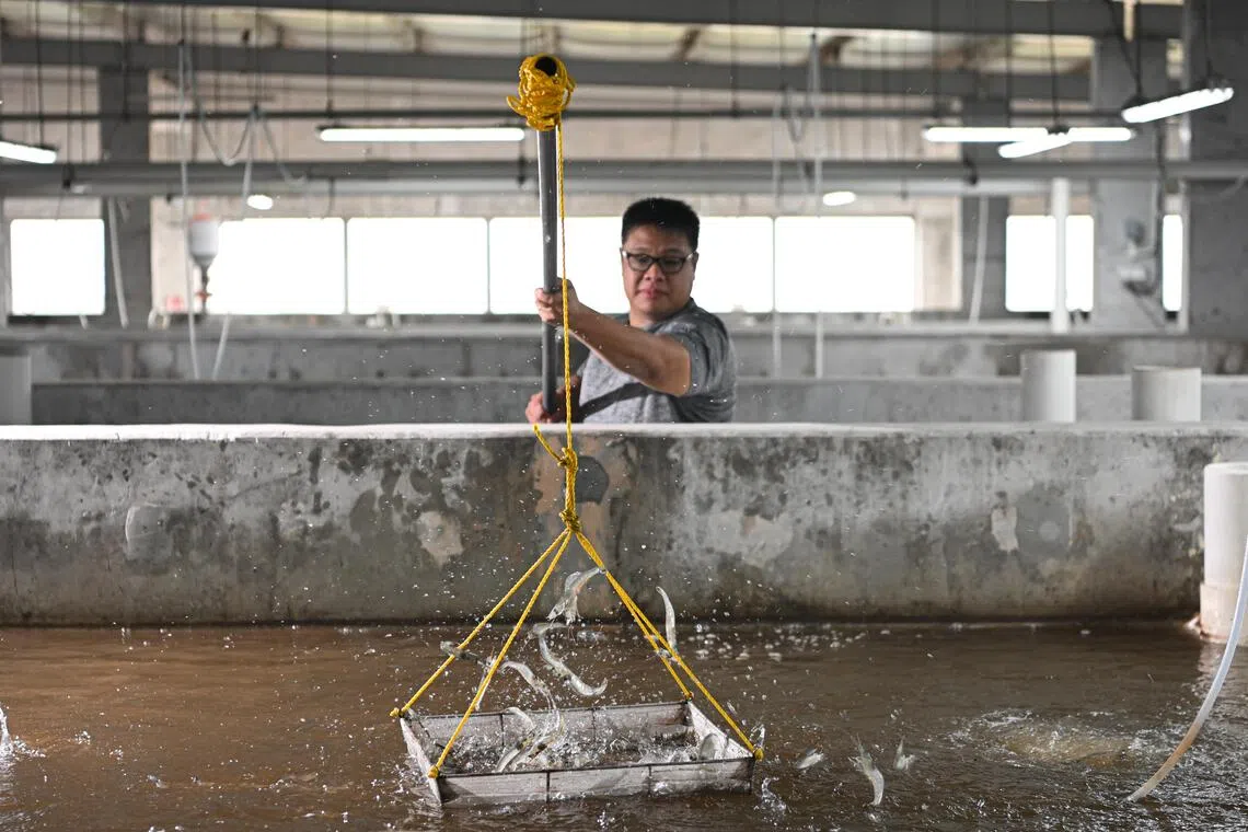 Mr Koh Foo Weng, a facility manager of AquaChamp farm, scoops out vannamei shrimps in the farm on Nov 25, 2025.
