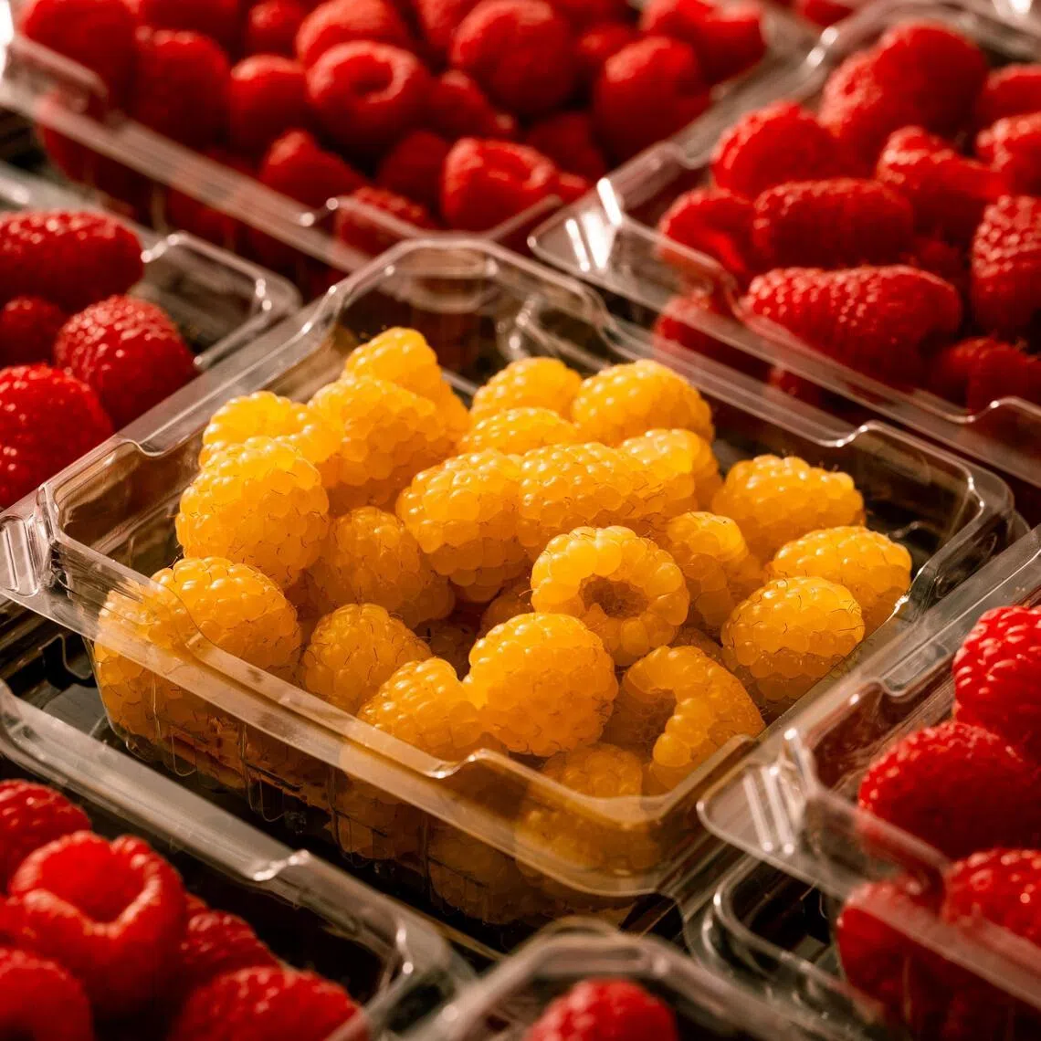 California food giant Driscoll’s has helped turn a local, seasonal treat into a worldwide refrigerator staple and marketing juggernaut.