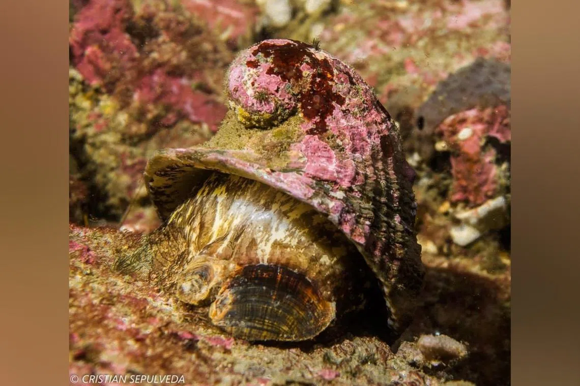 The Chilean abalone pulled in 42 per cent of the global votes despite being up against some formidable opponents.