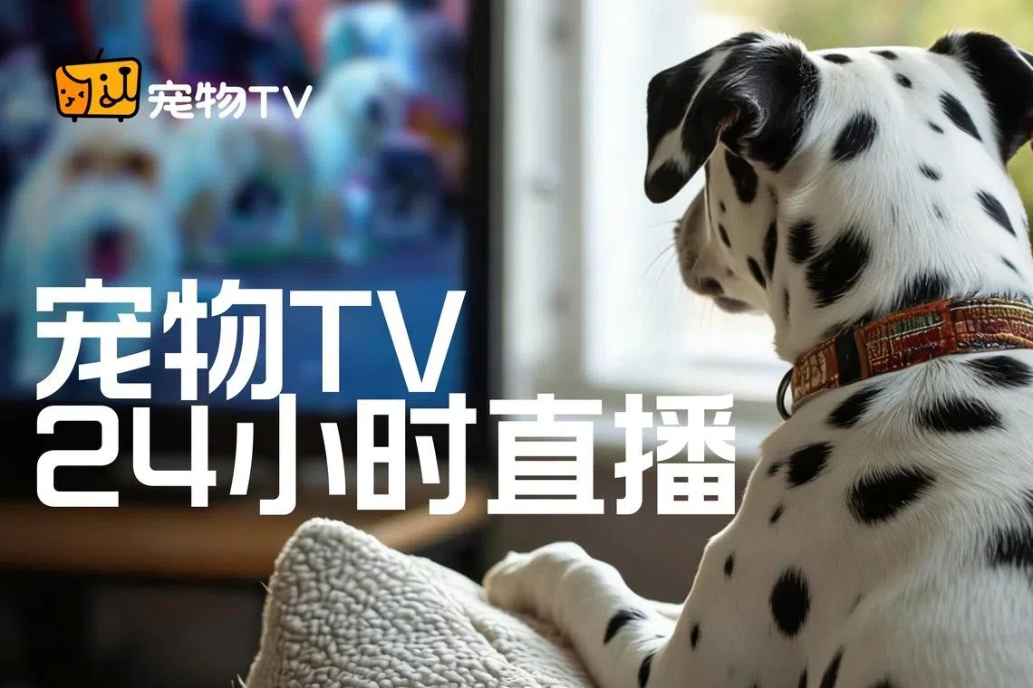 Streaming channel PetTV for pets launched in China
