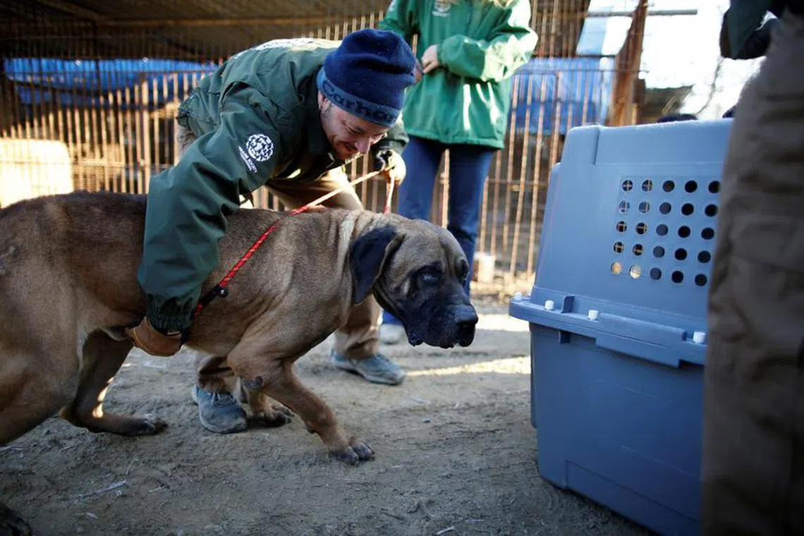 Rescue workers from Humane Society International rescue a dog at a dog meat farm in Wonju, South Korea on Jan 10, 2017. 