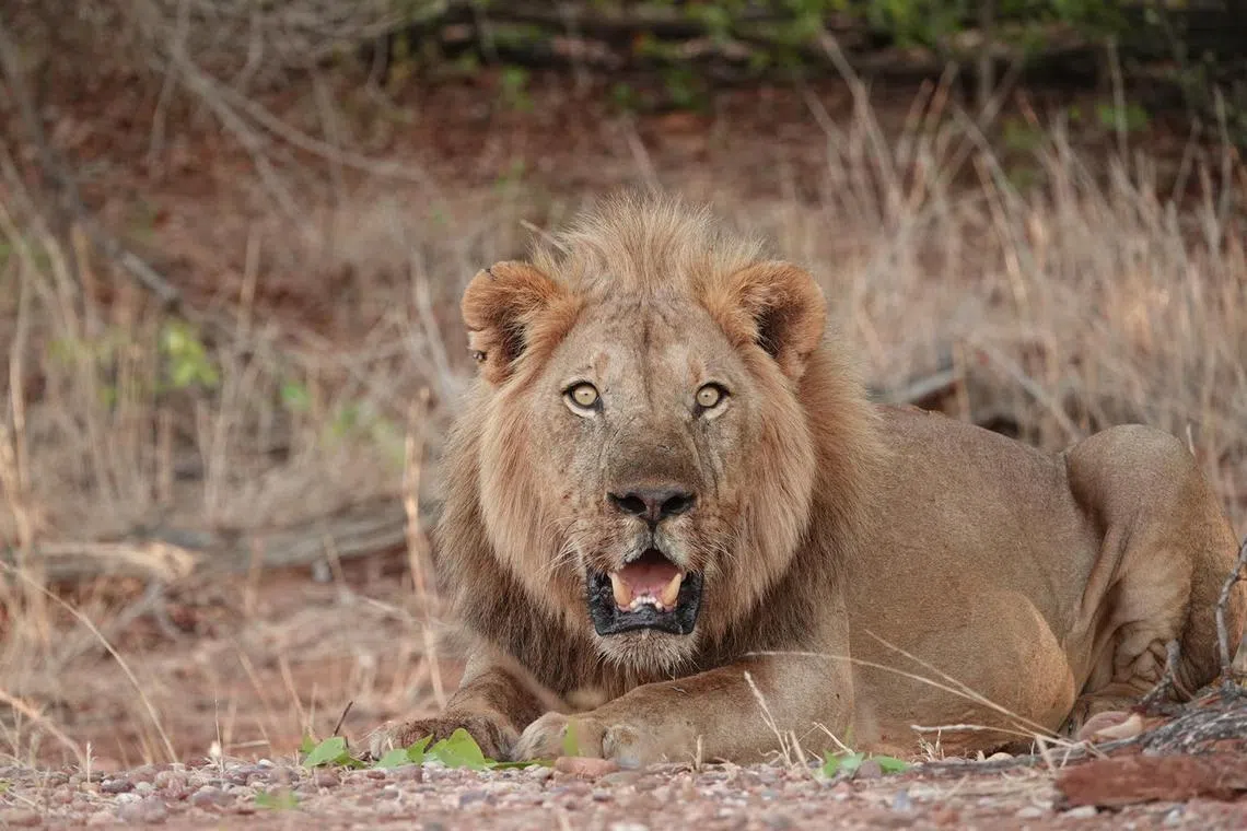 The Matusadona National Park, near Zimbabwe’s Lake Kariba, is home to a range of wild animals including lions and leopards.