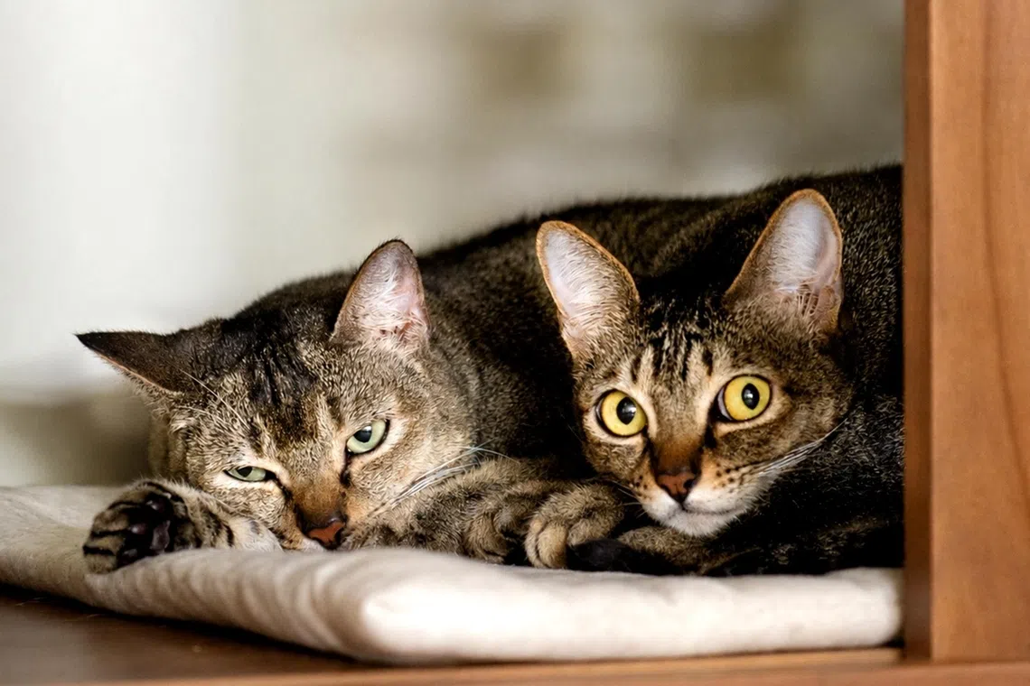 The supply of cat hotels has increased by a third in the last two years, including new players like Sundays Cat Hotel & Resort.