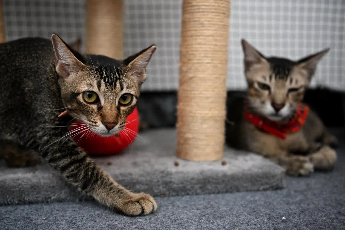 Cats up for adoption at the Pets’ Day Out at Bishan-Ang Mo Kio Park on December 2, 2023.