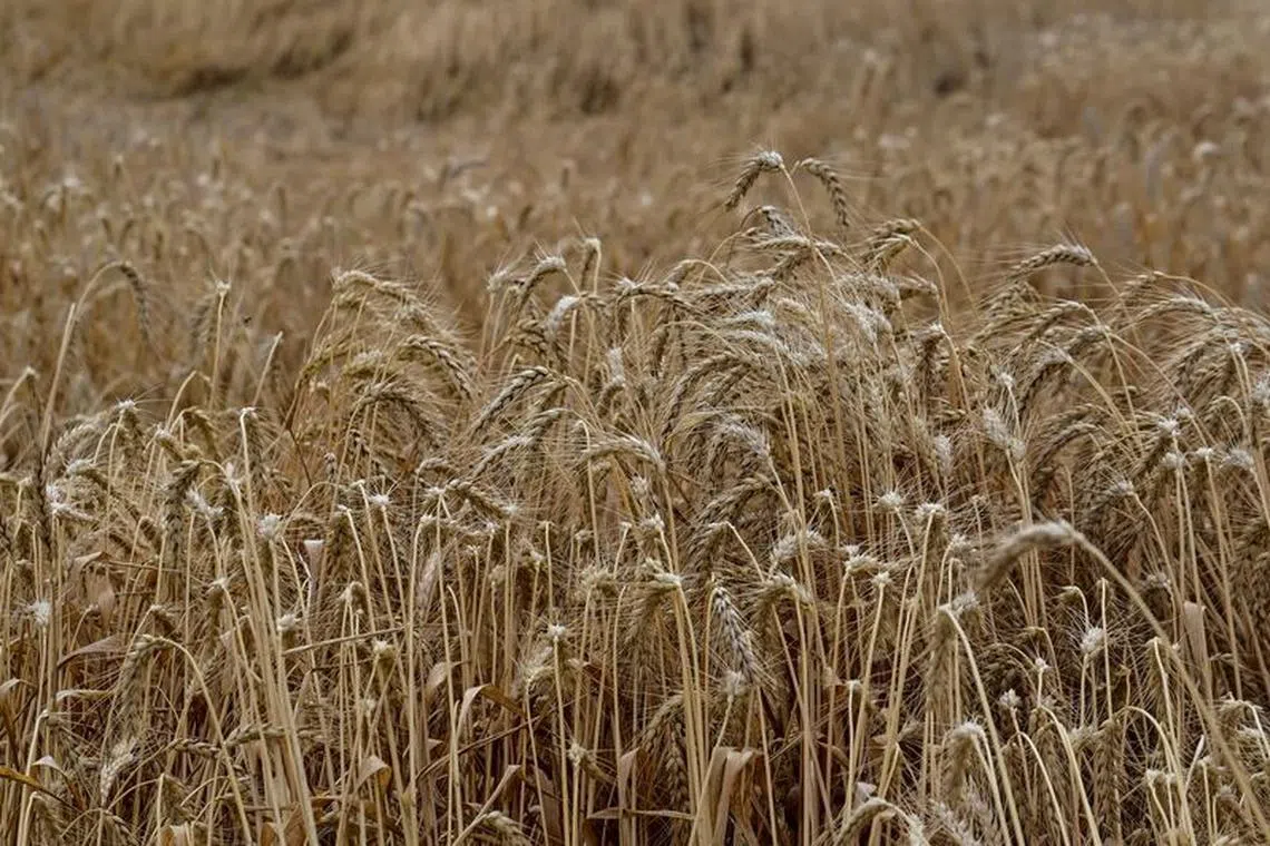 FILE PHOTO: Wheat is seen in a field during a harvesting, amid Russia's attack on Ukraine, in Zaporizhzhia region, Ukraine July 14, 2023. REUTERS/Stringer/FILE PHOTO