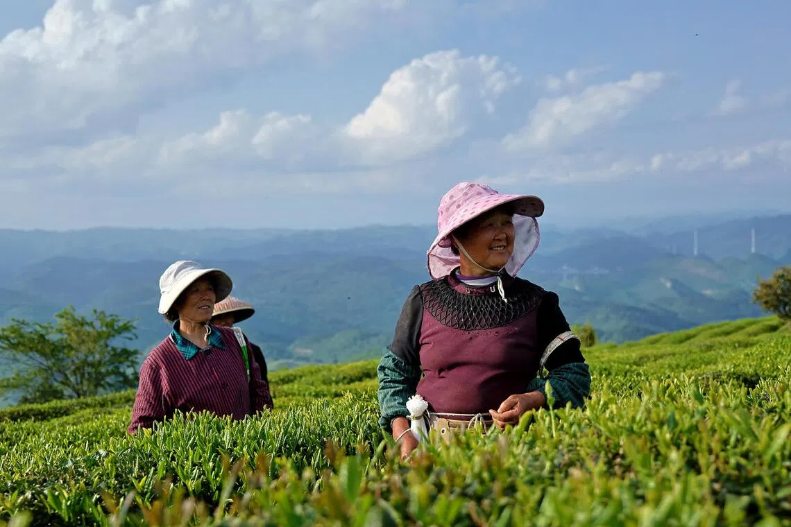 Matcha is putting this corner of China on the map and drawing its locals home
