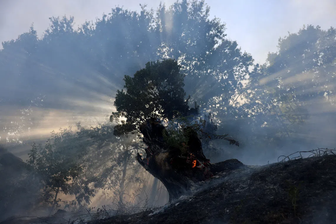 FILE PHOTO: Fire burns inside the trunk of a tree in Vilar de Condes, Galicia, Spain, August 15, 2025. REUTERS/Nacho Doce/File Photo